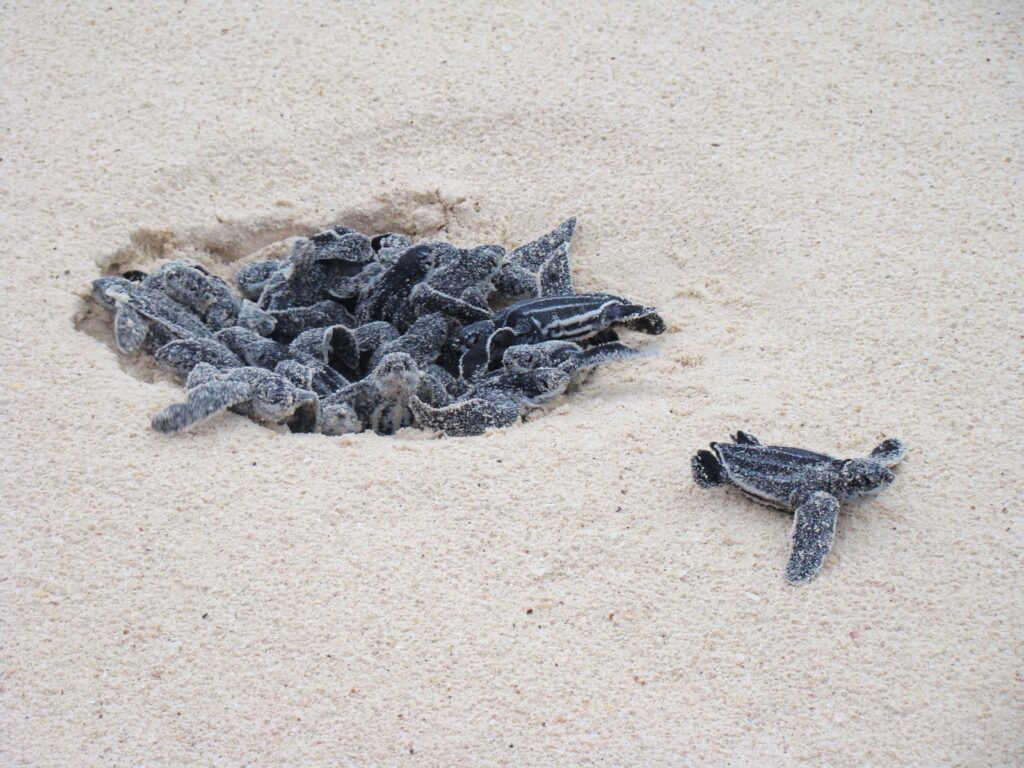 turtle eggs